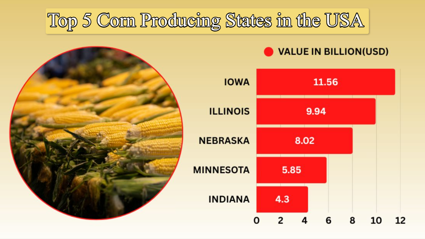 Top 5 Famous Corn Producing States in the USA