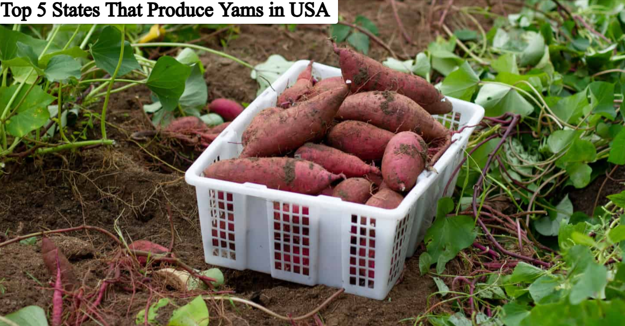 Top 5 Leading States That Produce Yams​ ​in USA