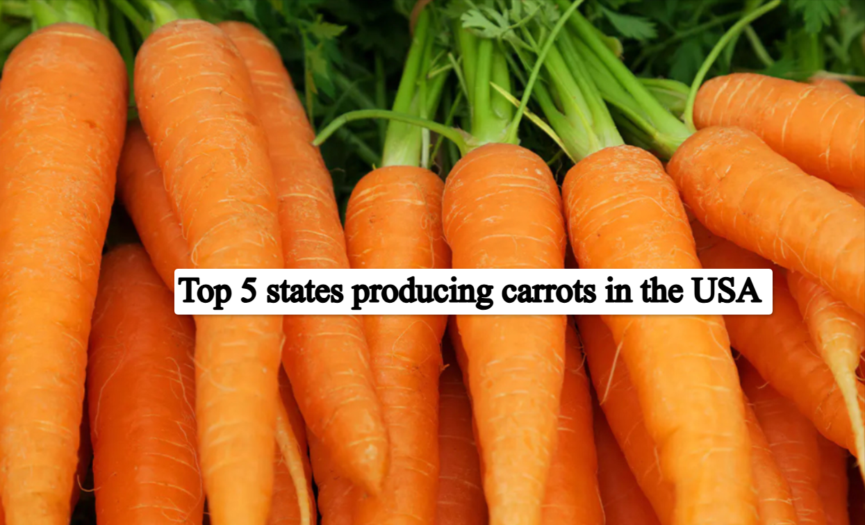 Top 5 Leading States That Produce Carrots​​ in USA